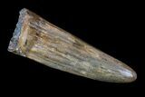 Fossil Crocodile (Goniopholis) Tooth - Aguja Formation, Texas #76762-1